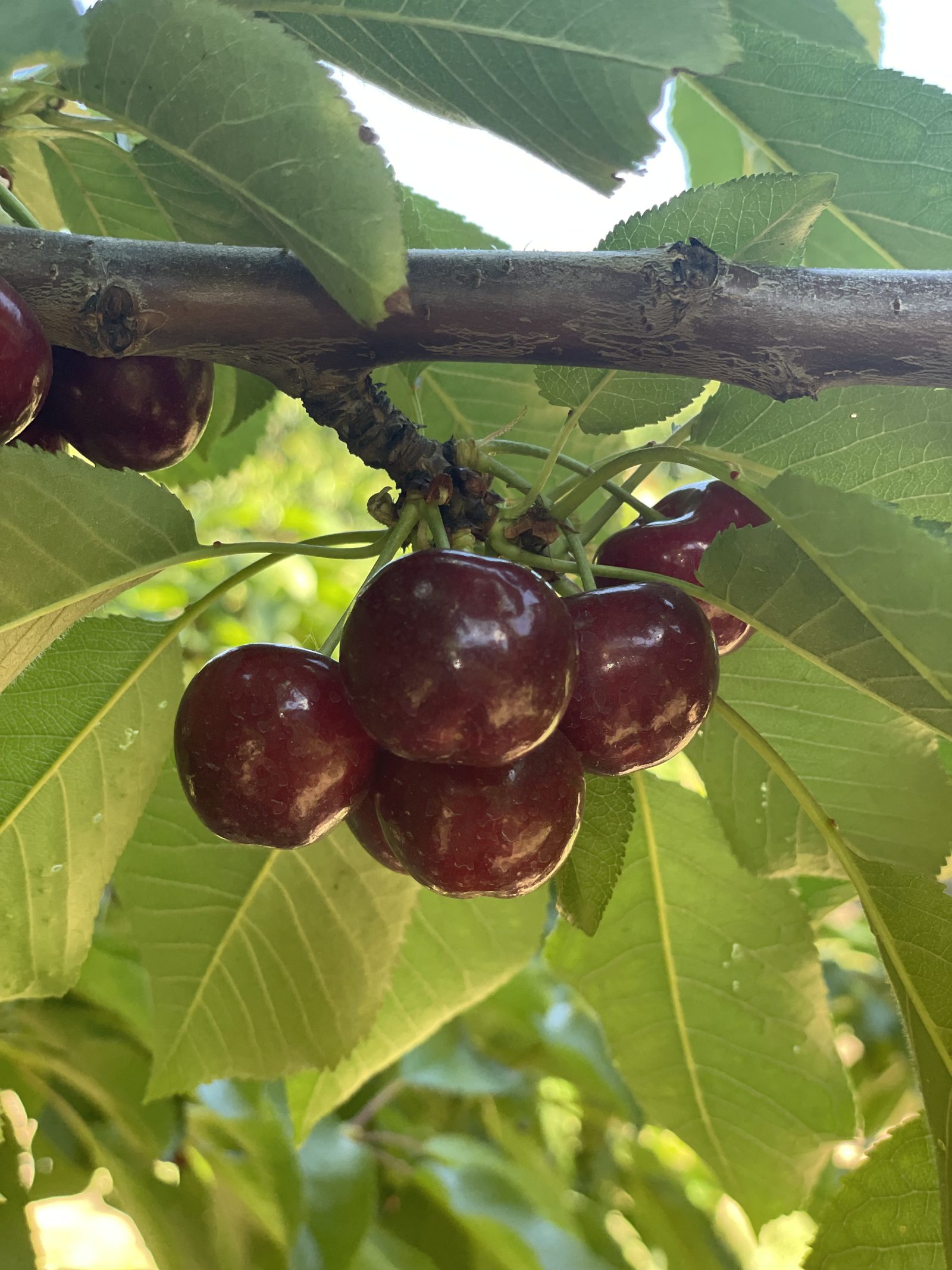 FIG. 01 - THE CLUSTER, AT PEAK