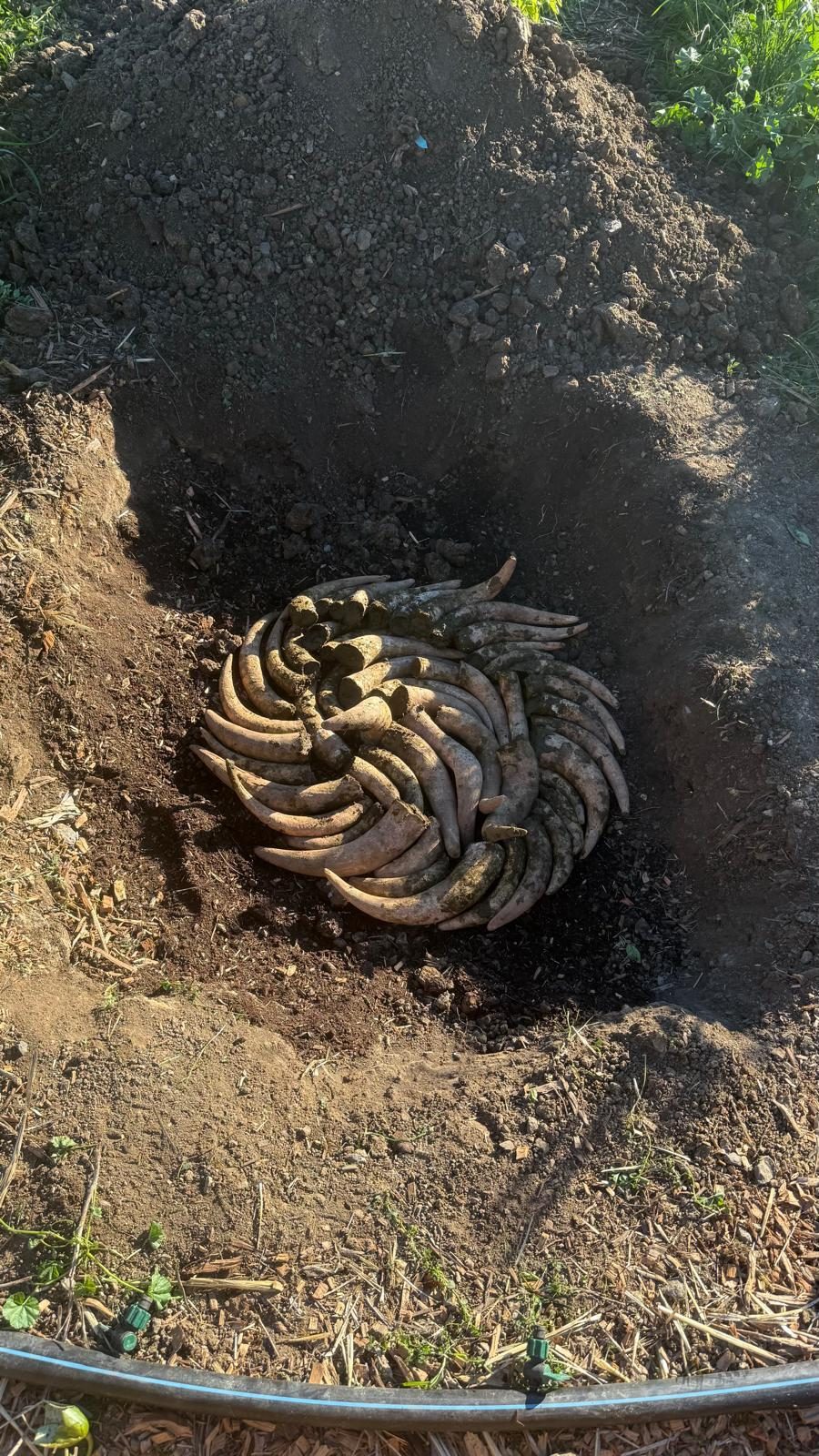 FIG. 01 - FINISHED COMPOST, IN THE HAND