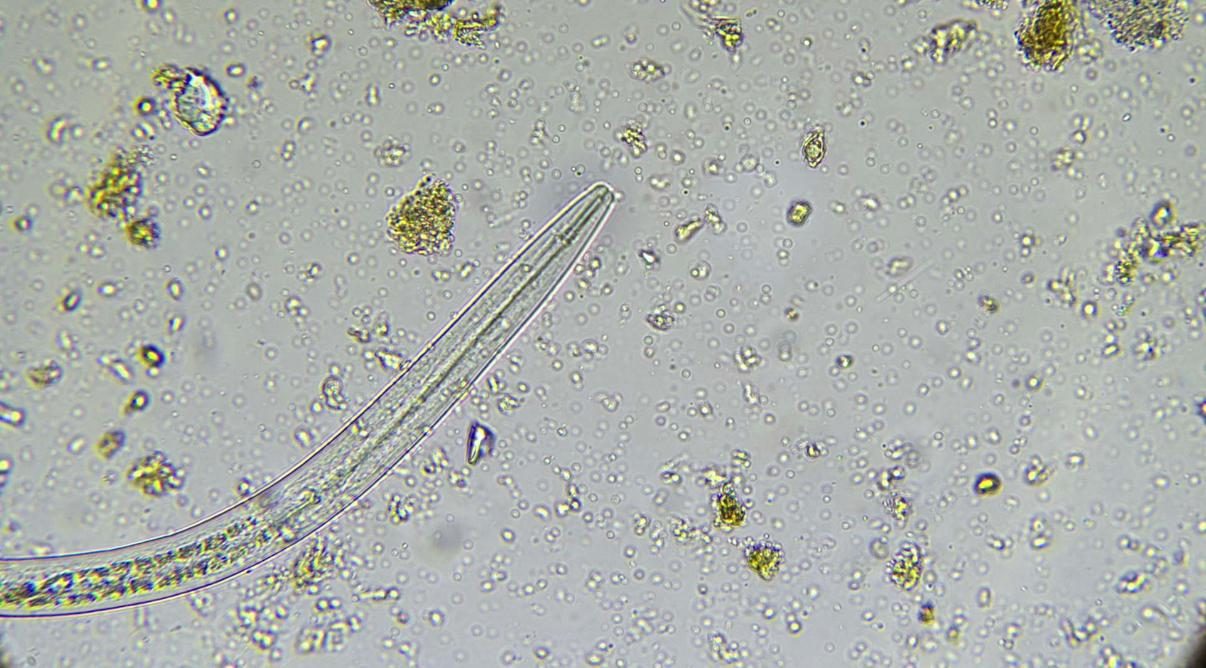 FIG. 02 - THE LIFE UNDER THE LENS