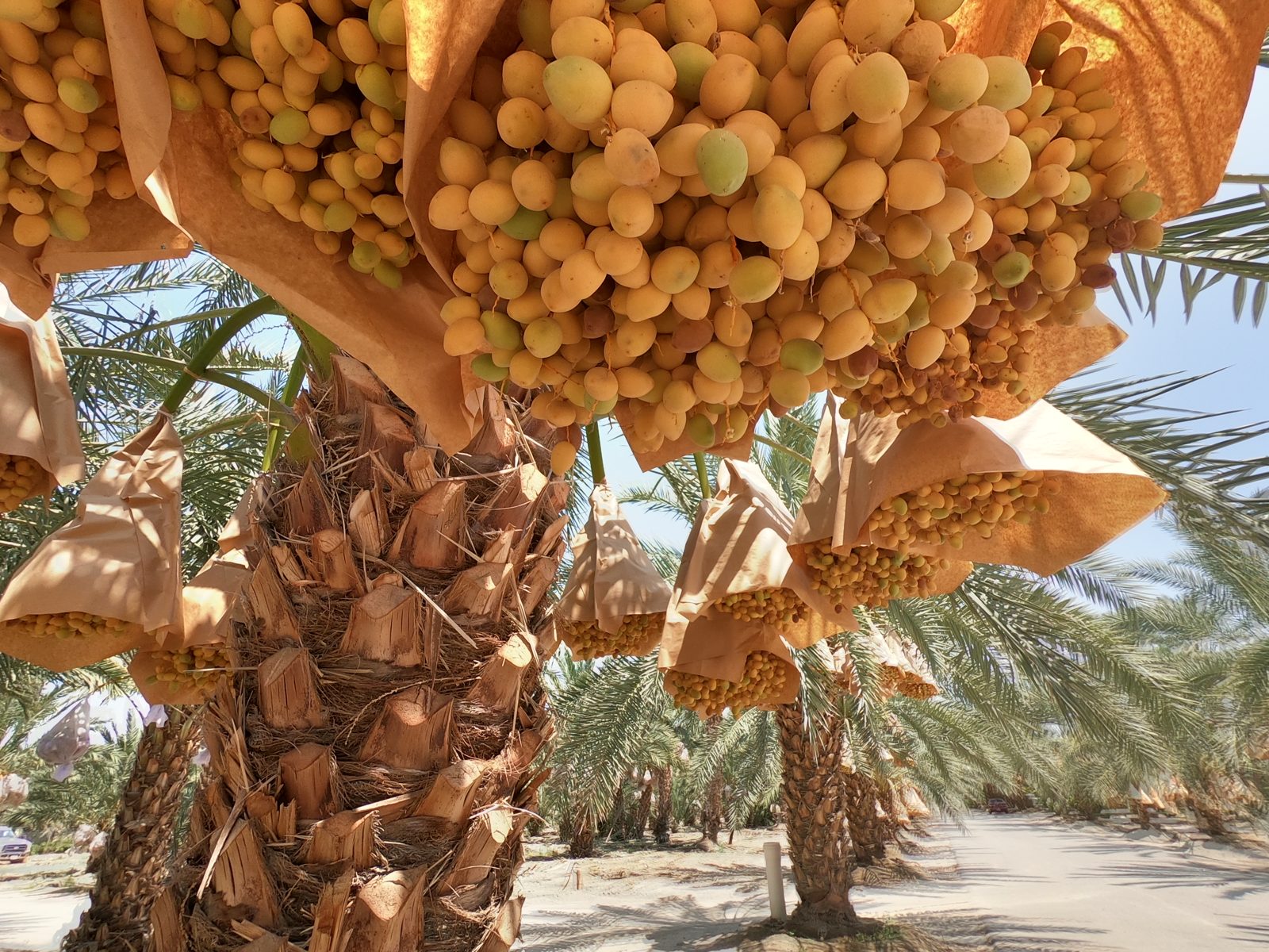 FIG. 01 - PEAK RIPENESS, BUNCH STILL ON THE PALM