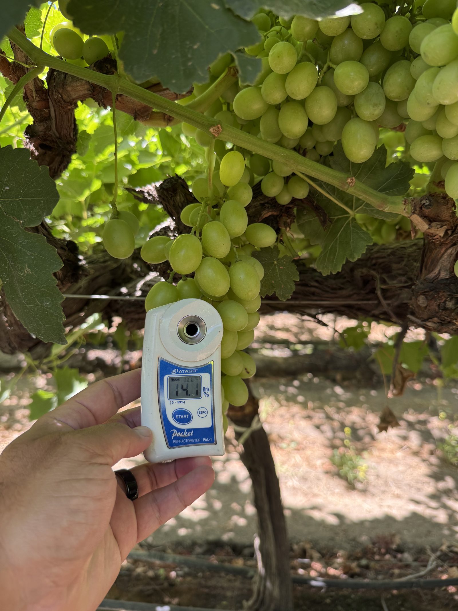 FIG. 02 - BRIX, CHECKED ON THE VINE
